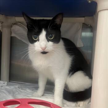 Chin Up -  Domestic Short Hair Cat for Adoption in Philadelphia, Pennsylvania - Chin Up | PetCurious
