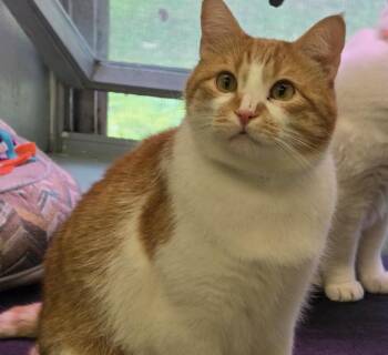 OHLOFF -  Domestic Short Hair Cat for Adoption in Muskegon, Michigan - OHLOFF | PetCurious