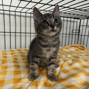 Poe -  Domestic Short Hair Cat for Adoption in Houston, Texas - Poe | PetCurious