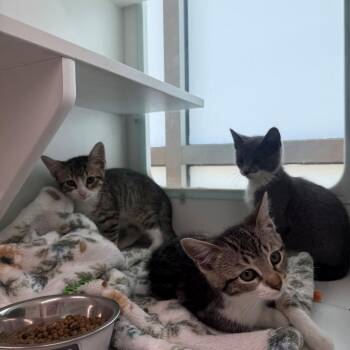 Rome -  Domestic Short Hair Cat for Adoption in Branford, Connecticut - Rome | PetCurious