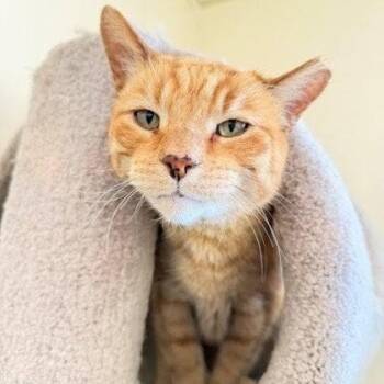 Domestic Short Hair Cats Available for Adoption - Joey | PetCurious