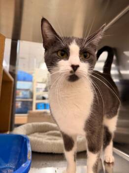 Elowen -  Domestic Short Hair Cat for Adoption in Corpus Christi, Texas - Elowen | PetCurious