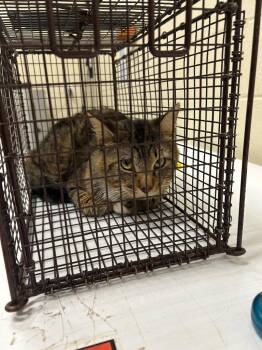 2026-06-019 *Milon* -  Domestic Short Hair Cat for Adoption in Winder, Georgia - 2026-06-019 *Milon* | PetCurious