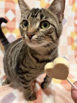Kristen Bell -  Domestic Short Hair Cat for Adoption in Cleveland, Tennessee - Kristen Bell | PetCurious