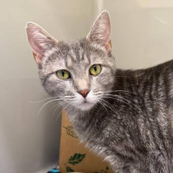 Domestic Short Hair Cats Available for Adoption in Saint Charles, Missouri - Nora | PetCurious