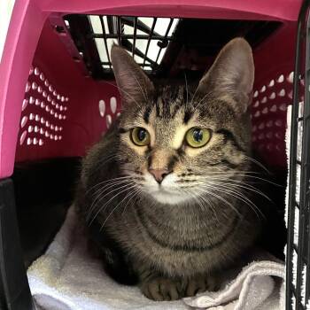 Carmen (c2026) -  Domestic Short Hair Cat for Adoption in Skokie, Illinois - Carmen (c2026) | PetCurious