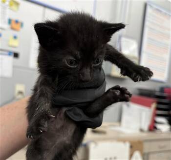 FRITO -  Domestic Short Hair Cat for Adoption in Dallas, Texas - FRITO | PetCurious