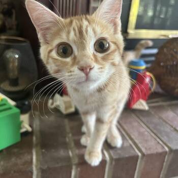 Sunkissed -  Domestic Short Hair Cat for Adoption in Greenwood, Indiana - Sunkissed | PetCurious