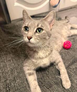 Giselle -  Domestic Short Hair Cat for Adoption in Winnipeg, Manitoba - Giselle | PetCurious