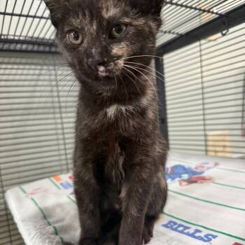 Reba -  Domestic Short Hair Cat for Adoption in Waldorf, Maryland - Reba | PetCurious