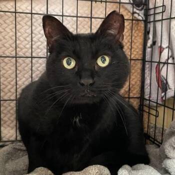 Fury -  Domestic Short Hair Cat for Adoption in Swanzey, New Hampshire - Fury | PetCurious