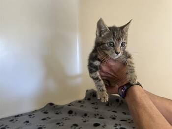 Rescue Domestic Short Hair Cats for Adoption in Mckinleyville, California - CONNIE | PetCurious