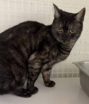 Ella -  American Shorthair Cat for Adoption in St. Helens, Oregon - Ella | PetCurious