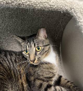 Domestic Short Hair Cats Available for Adoption in Harrison, New York - Bruma | PetCurious