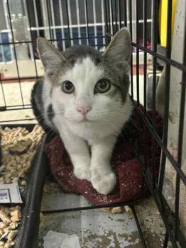 Rescue Domestic Short Hair Cats for Adoption in Cumberland, Maryland - Wayne | PetCurious