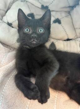 Domestic Short Hair Cats Available for Adoption in Leesburg, Virginia - MACI | PetCurious