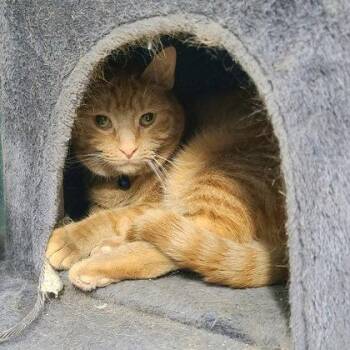 Domestic Short Hair Cats Available for Adoption in Lake City, Michigan - 6985 (Sara) | PetCurious