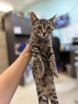 Starlight -  Domestic Short Hair Cat for Adoption in Mobile, Alabama - Starlight | PetCurious
