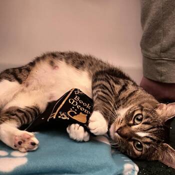 Moxie -  Domestic Short Hair Cat for Adoption in Spokane, Washington - Moxie | PetCurious
