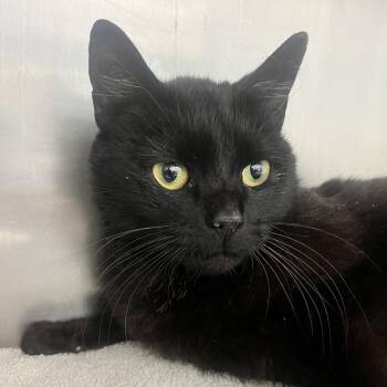 Domestic Short Hair Cats Available for Adoption - Bonita | PetCurious