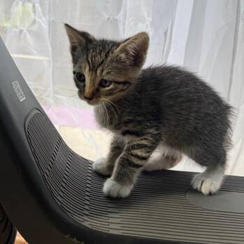 Domestic Short Hair and Manx Cats Available for Adoption in Redwood Valley, California - Huckleberry | PetCurious
