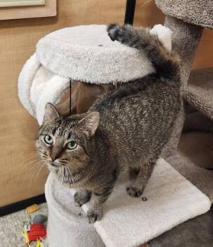 Rescue Domestic Short Hair Cats for Adoption in Port Barrington, Illinois - Jammie | PetCurious
