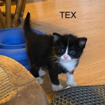 Domestic Short Hair Cats Available for Adoption in Prescott, Arizona - Tex | PetCurious