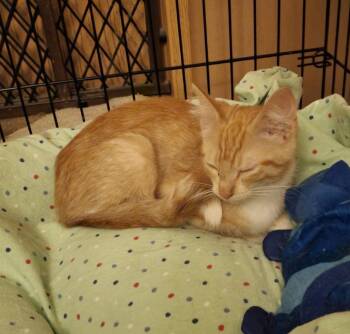 Rescue Domestic Short Hair Cats for Adoption in Lemont, Illinois - Gingi | PetCurious