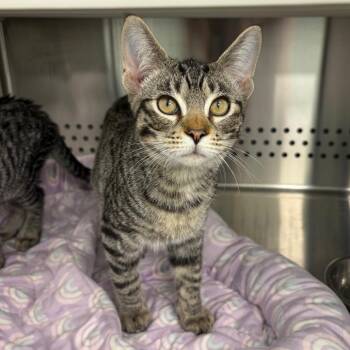 Stel -  Domestic Short Hair Cat for Adoption in Clavet, Saskatchewan - Stel | PetCurious