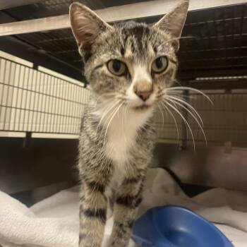 Marianne -  Domestic Short Hair Cat for Adoption in Bristol, Indiana - Marianne | PetCurious