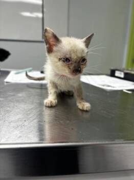 Darling -  Siamese and Domestic Short Hair Cat for Adoption in Daytona Beach, Florida - Darling | PetCurious