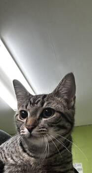 Rescue Domestic Short Hair Cats for Adoption in Spartanburg, South Carolina - Joy | PetCurious