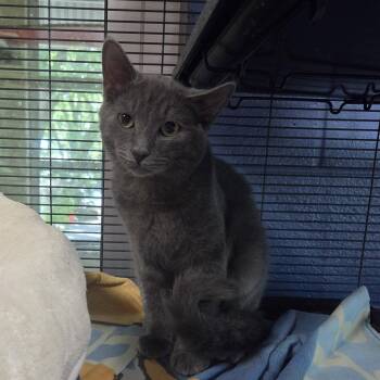Mable -  Domestic Short Hair Cat for Adoption in Charleston, South Carolina - Mable | PetCurious