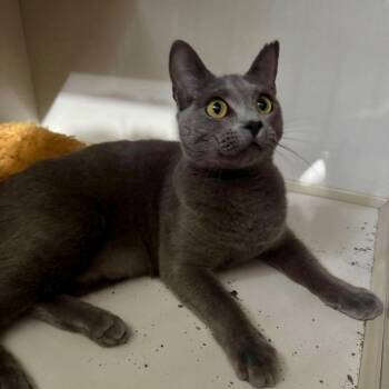 Domestic Short Hair Cats Available for Adoption - Dexter | PetCurious
