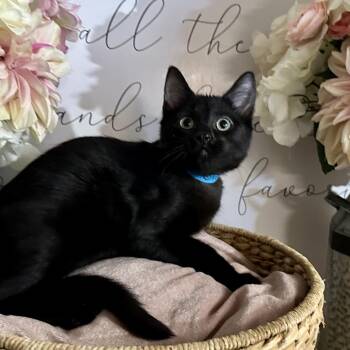 Rescue Domestic Short Hair Cats for Adoption in Newberg, Oregon - Croon | PetCurious