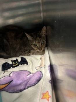 Skimbleshanks (E29) -  Domestic Short Hair Cat for Adoption in Lafayette, Indiana - Skimbleshanks (E29) | PetCurious