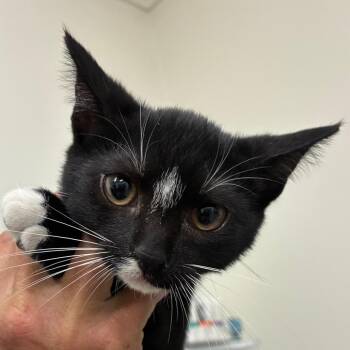 Oreo -  Domestic Short Hair Cat for Adoption in Bronson, Florida - Oreo | PetCurious