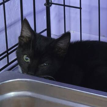 HSIM-Stray-81365 -  Domestic Short Hair Cat for Adoption in Redwood Valley, California - HSIM-Stray-81365 | PetCurious