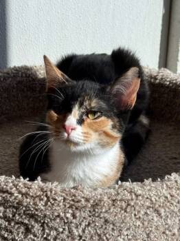 Rescue Domestic Short Hair Cats for Adoption in Dalton, Georgia - Bellatrix | PetCurious