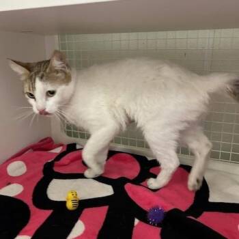 Minnie -  Domestic Short Hair Cat for Adoption in San Antonio, Texas - Minnie | PetCurious