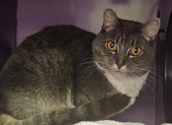 Rescue Domestic Short Hair Cats for Adoption in Santa Cruz, California - TIA* | PetCurious