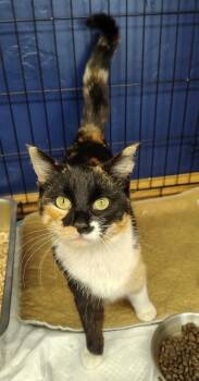 Domestic Short Hair Cats Available for Adoption in Logan, Utah - Sundae | PetCurious