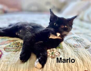 Marlo -  Tuxedo Cat for Adoption in Tustin, California - Marlo | PetCurious