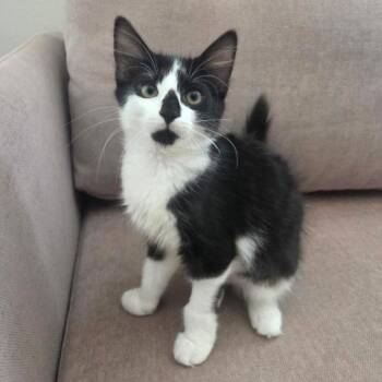 Juice -  Domestic Long Hair Cat for Adoption in Chattanooga, Tennessee - Juice | PetCurious