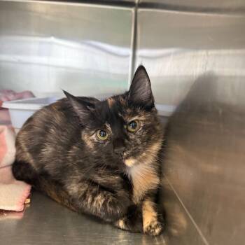 Liz Wilson -  Domestic Short Hair Cat for Adoption in Lakeland, Florida - Liz Wilson | PetCurious