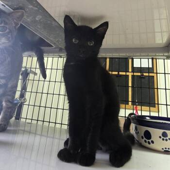 Hayden -  Domestic Short Hair Cat for Adoption in Belfair, Washington - Hayden | PetCurious
