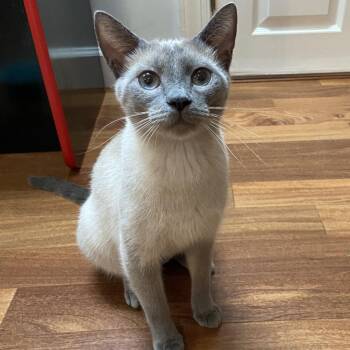 Phadra26 -  Siamese Cat for Adoption in Youngsville, North Carolina - Phadra26 | PetCurious