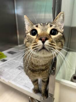 Atticus -  Domestic Short Hair Cat for Adoption in Belton, Texas - Atticus | PetCurious