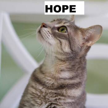 Hope -  Domestic Short Hair Cat for Adoption in Zimmerman, Minnesota - Hope | PetCurious
