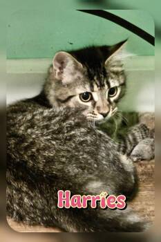 Harries -  Domestic Long Hair Cat for Adoption in Harpers Ferry, West Virginia - Harries | PetCurious